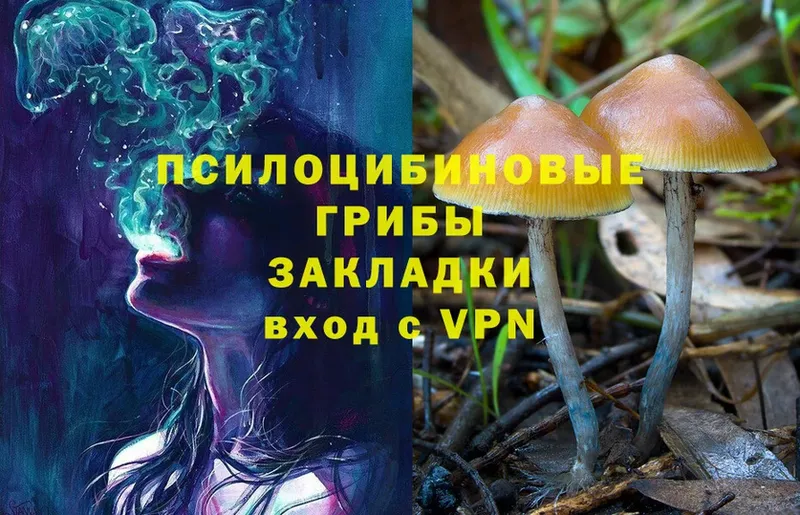 Псилоцибиновые грибы Cubensis  где купить наркотик  Багратионовск 